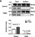 Rabbit IgG (H+L) Secondary Antibody in Western Blot (WB)