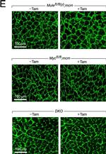 Rat IgG (H+L) Cross-Adsorbed Secondary Antibody in Immunohistochemistry (Paraffin) (IHC (P))