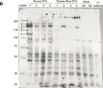 Mouse IgG (H+L) Cross-Adsorbed Secondary Antibody in Western Blot (WB)