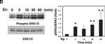 Rabbit IgG (H+L) Secondary Antibody in Western Blot (WB)