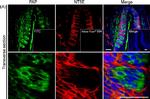 Sheep IgG (H+L) Cross-Adsorbed Secondary Antibody in Immunohistochemistry (IHC)