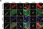 Rabbit IgG (H+L) Highly Cross-Adsorbed Secondary Antibody in Immunocytochemistry (ICC/IF)