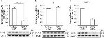 Rabbit IgG (H+L) Secondary Antibody in Western Blot (WB)