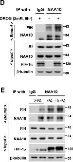 Rabbit IgG (H+L) Cross-Adsorbed Secondary Antibody in Western Blot (WB)