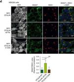 Rabbit IgG (H+L) Cross-Adsorbed Secondary Antibody in Immunocytochemistry (ICC/IF)