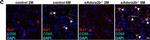 Rat IgG (H+L) Highly Cross-Adsorbed Secondary Antibody in Immunohistochemistry (PFA fixed) (IHC (PFA))