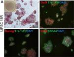 Mouse IgG (H+L) Cross-Adsorbed Secondary Antibody in Immunocytochemistry (ICC/IF)