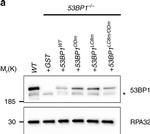 Rabbit IgG (H+L) Secondary Antibody in Western Blot (WB)