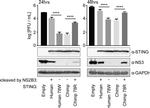 Rabbit IgG (H+L) Secondary Antibody in Western Blot (WB)