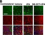 Rat IgG (H+L) Cross-Adsorbed Secondary Antibody in Immunohistochemistry (IHC)