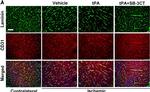 Rat IgG (H+L) Cross-Adsorbed Secondary Antibody in Immunohistochemistry (Frozen) (IHC (F))