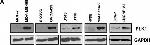 Rabbit IgG (H+L) Secondary Antibody in Western Blot (WB)