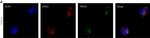 Rabbit IgG (H+L) Cross-Adsorbed Secondary Antibody in Immunocytochemistry (ICC/IF)