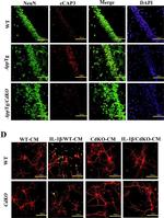 Rabbit IgG (H+L) Cross-Adsorbed Secondary Antibody in Immunohistochemistry (Frozen) (IHC (F))