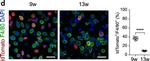 Rabbit IgG (H+L) Highly Cross-Adsorbed Secondary Antibody in Immunocytochemistry (ICC/IF)