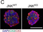 Rabbit IgG (H+L) Highly Cross-Adsorbed Secondary Antibody in Immunohistochemistry (IHC)