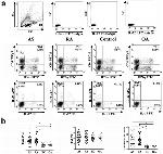 IFN gamma Antibody in Flow Cytometry (Flow)