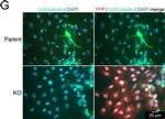 Rabbit IgG (H+L) Cross-Adsorbed Secondary Antibody in Immunocytochemistry (ICC/IF)