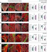 Rat IgG (H+L) Highly Cross-Adsorbed Secondary Antibody in Immunohistochemistry (Paraffin) (IHC (P))