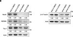 Rat IgG (H+L) Secondary Antibody in Western Blot (WB)