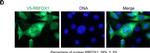 Rabbit IgG (H+L) Secondary Antibody in Immunohistochemistry (IHC)