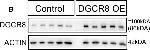 Rabbit IgG (H+L) Cross-Adsorbed Secondary Antibody in Western Blot (WB)