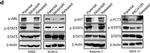 Goat IgG (H+L) Secondary Antibody in Western Blot (WB)