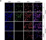 Goat IgG (H+L) Cross-Adsorbed Secondary Antibody in Immunocytochemistry (ICC/IF)