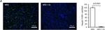 Rabbit IgG (H+L) Highly Cross-Adsorbed Secondary Antibody in Immunohistochemistry (IHC)