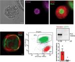 Rat IgG (H+L) Cross-Adsorbed Secondary Antibody in Immunocytochemistry (ICC/IF)