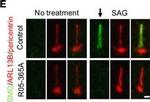 Goat IgG (H+L) Cross-Adsorbed Secondary Antibody in Immunohistochemistry (IHC)