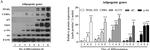 Mouse IgG Fc Cross-Adsorbed Secondary Antibody in Western Blot (WB)