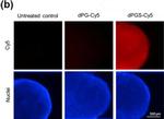 Rat IgG (H+L) Cross-Adsorbed Secondary Antibody in Immunohistochemistry (IHC)