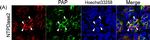 Sheep IgG (H+L) Cross-Adsorbed Secondary Antibody in Immunohistochemistry (IHC)