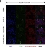 Rabbit IgG (H+L) Highly Cross-Adsorbed Secondary Antibody in Immunocytochemistry (ICC/IF)