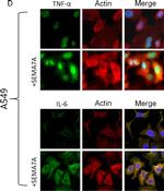 Mouse IgG (H+L) Cross-Adsorbed Secondary Antibody in Immunocytochemistry (ICC/IF)