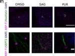 Mouse IgG (H+L) Cross-Adsorbed Secondary Antibody in Immunocytochemistry (ICC/IF)