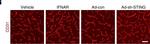 Goat IgG (H+L) Cross-Adsorbed Secondary Antibody in Immunohistochemistry, Immunohistochemistry (Frozen) (IHC, IHC (F))