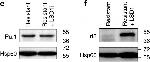 Rabbit IgG (H+L) Secondary Antibody in Western Blot (WB)