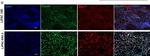 Rabbit IgG (H+L) Cross-Adsorbed Secondary Antibody in Immunocytochemistry (ICC/IF)