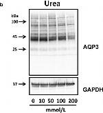 Rabbit IgG (H+L) Secondary Antibody in Western Blot (WB)