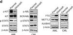 Goat IgG (H+L) Secondary Antibody in Western Blot (WB)