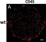 Rat IgG (H+L) Cross-Adsorbed Secondary Antibody in Immunocytochemistry, Immunohistochemistry (ICC/IF, IHC)