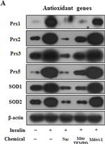 Mouse IgG Fc Cross-Adsorbed Secondary Antibody in Western Blot (WB)