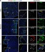 Rabbit IgG (H+L) Highly Cross-Adsorbed Secondary Antibody in Immunohistochemistry (PFA fixed) (IHC (PFA))