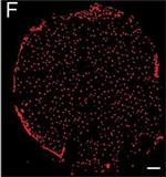 Rat IgG (H+L) Cross-Adsorbed Secondary Antibody in Immunocytochemistry, Immunohistochemistry (ICC/IF, IHC)