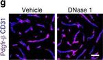 Rat IgG (H+L) Highly Cross-Adsorbed Secondary Antibody in Immunohistochemistry (Frozen) (IHC (F))