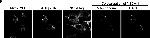 Rabbit IgG (H+L) Highly Cross-Adsorbed Secondary Antibody in Immunocytochemistry (ICC/IF)