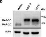 Rat IgG (H+L) Secondary Antibody in Western Blot (WB)