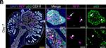 Goat IgG (H+L) Cross-Adsorbed Secondary Antibody in Immunohistochemistry (Paraffin) (IHC (P))